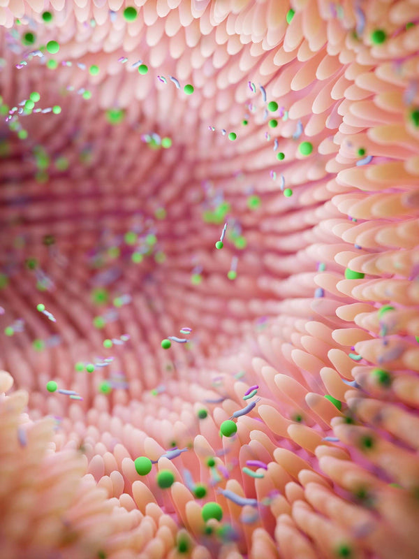 Espinacas ecológicas